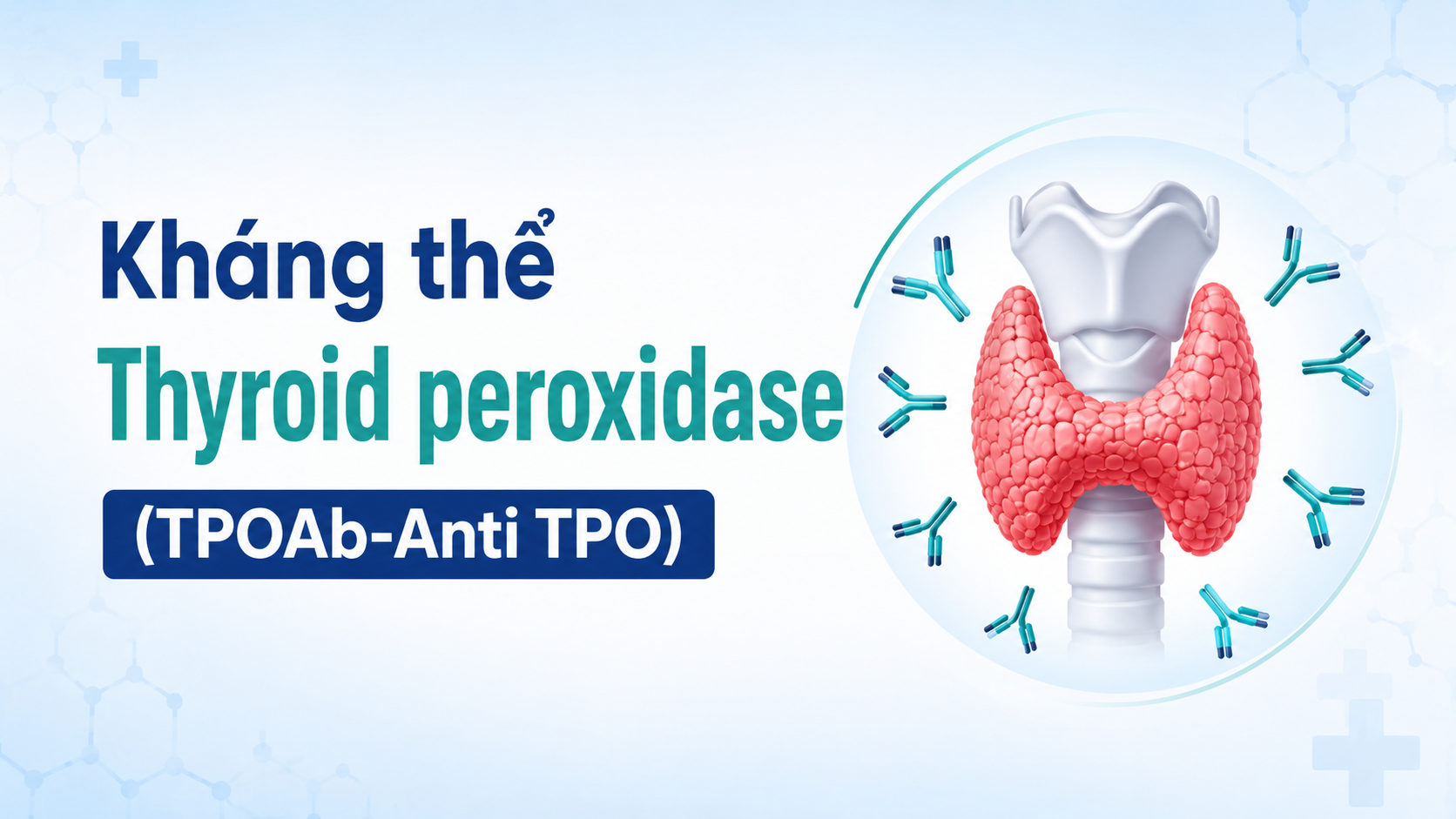 Kháng thể Thyroid peroxidase (TPOAb-Anti TPO)