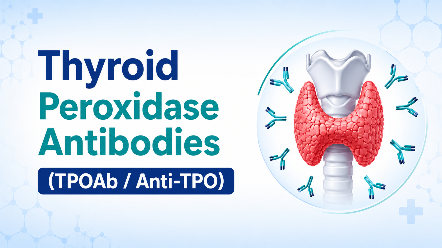 Thyroid Peroxidase Antibodies (TPOAb Anti-TPO)