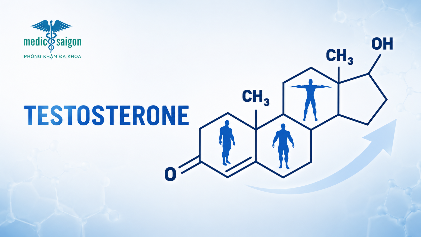 What is the Role of Testosterone in the Body