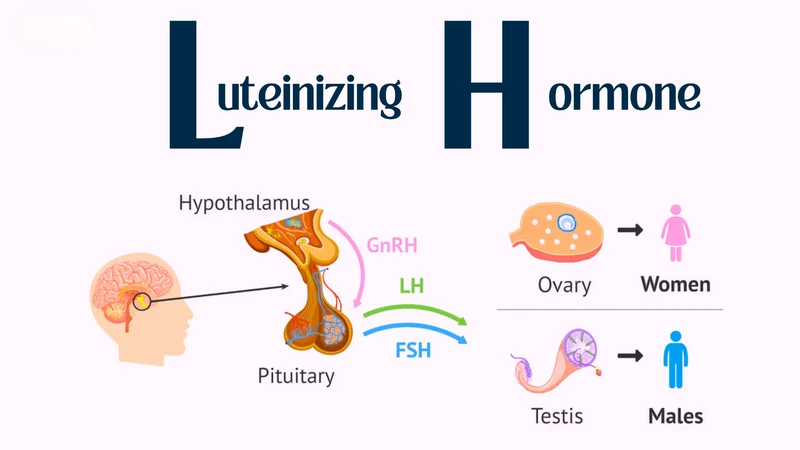 Xét nghiệm LH là gì