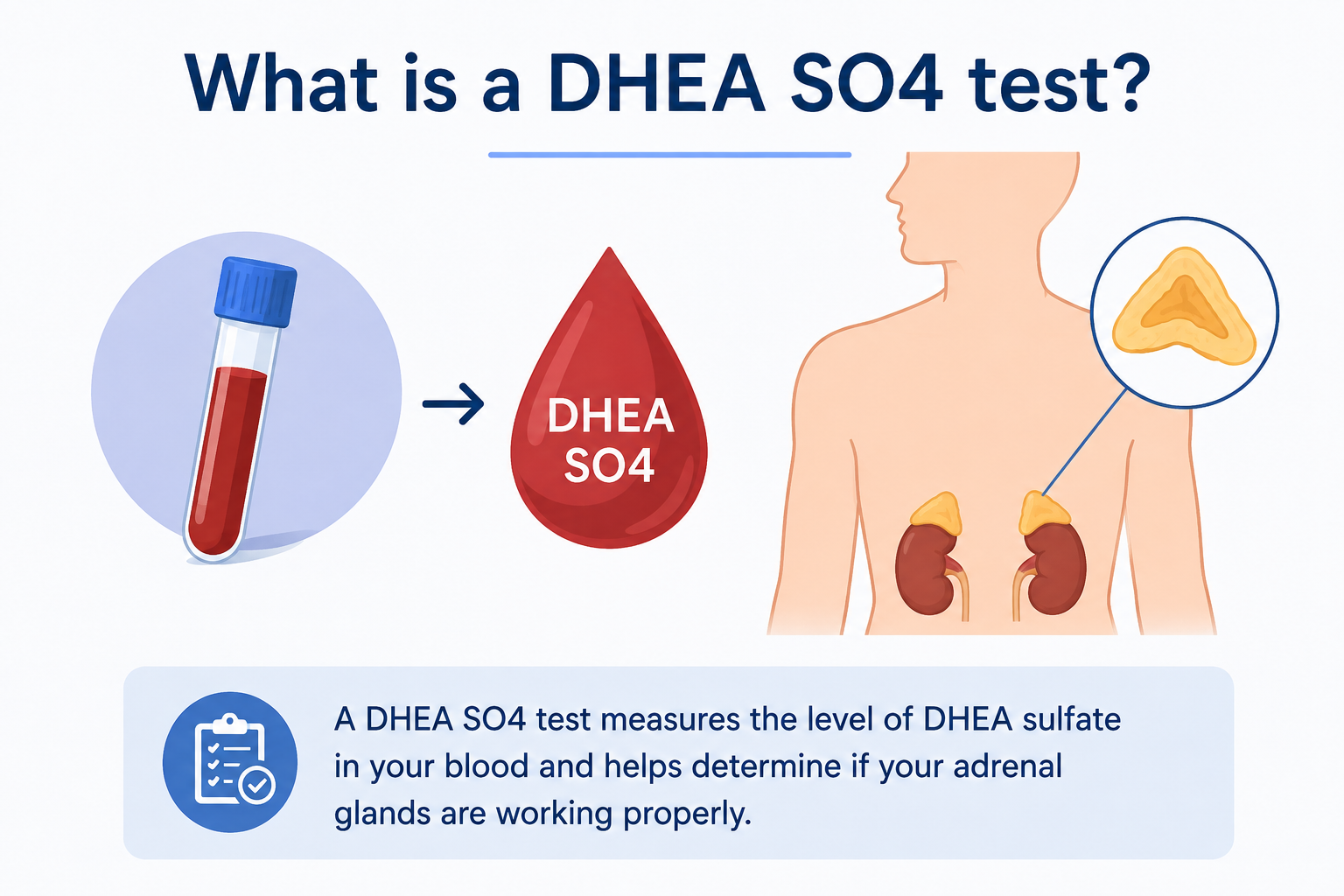 What is a DHEA SO4 test