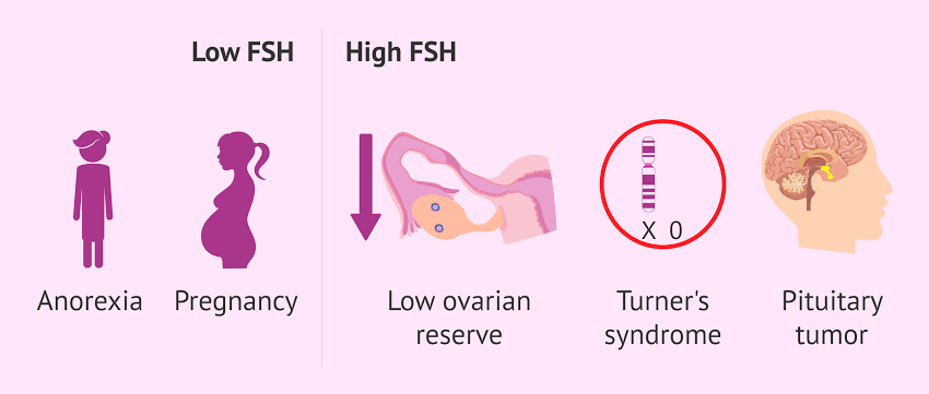What is an FSH Test and the Role of FSH in the Body?